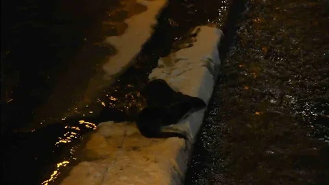 Gümüşhane'de Su Samurları Görüntülendi