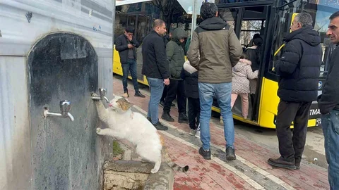 Batman'da Kedi Su İçti