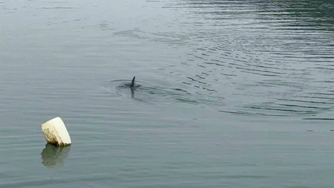 Zonguldak'ta Yunus Kurtarma Operasyonu