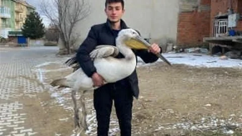 Afyonkarahisar'da Pelikan Bulundu