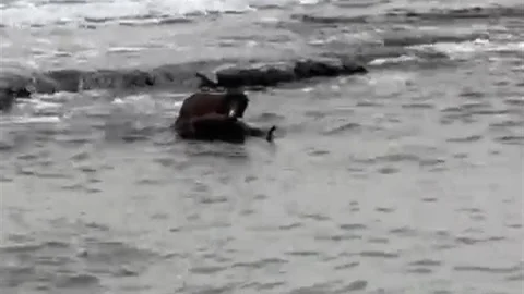 Tekirdağ Kıyılarında Su Samuru Görüntülendi