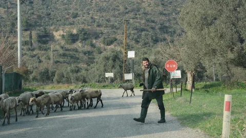 Aydın'da Sürüler Doğaya Salındı