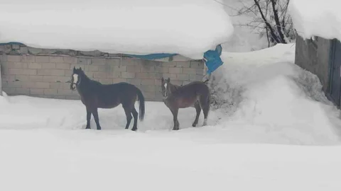 İki Terk Edilmiş At Kurtarıldı
