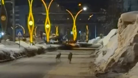 Yüksekova'da Kurtlar Şehir Merkezine İndi