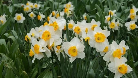 Bayındır'ın Nergisi Bilimde Öne Çıkıyor