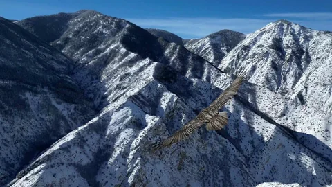 Erzurum'da Sakallı Akbaba Görüntülendi