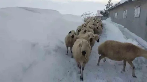 Sivas'ta Kar Kalınlığı 2 Metreyi Aştı