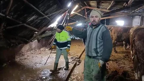 Sivas'ta Ahır Çatısı Kar Yüzünden Çöktü