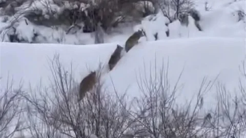 Elazığ'da Kurt Sürüsü Görüntülendi