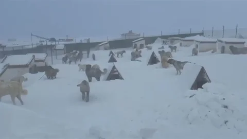Sivas'ta Kangal Yetiştiricisi Zor Anlar Yaşadı