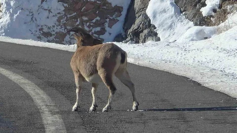 Bayburt'ta Koruma Altındaki Dağ Keçileri Görüntülendi