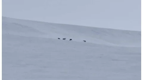 Diyadin'de Kurt Sürüsü Görüntülendi