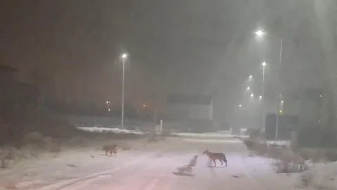 Iğdır'da Kurtlar Yerleşim Alanlarına İndi