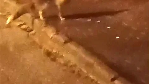 Elmadağ’da Tilkiler Şehir Merkezi'ne İndi