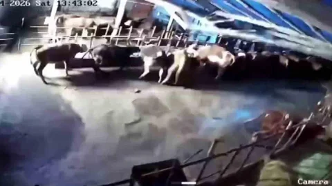 Sivas’ta Ahır Çöktü