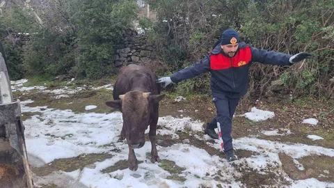 Tokat'ta İneğin Su Kuyusundan Kurtarılması