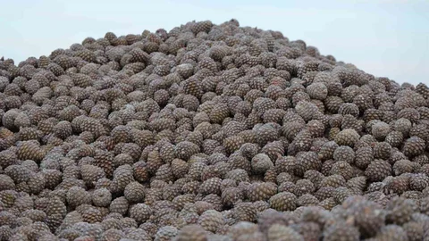 Kozalak İşleme Tesislerinde Yoğun Çalışma Dönemi