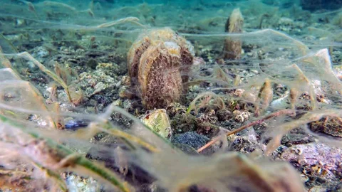 Marmara'da Pinalar Artıyor