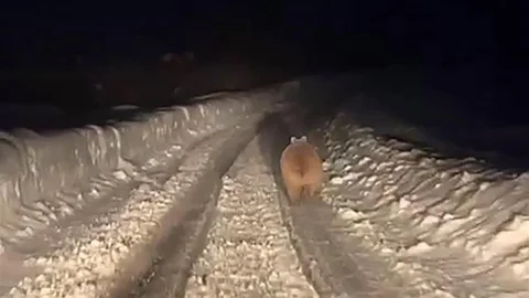 Sivas'ta Kış Uykusuna Yatmadı