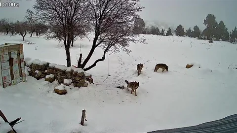Bozyazı'da Kurtlar Köye Girdi