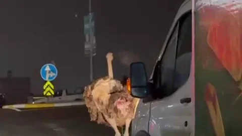 Deve Kuşu Trafiği Engelledi