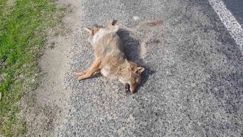 Aydın'da Tilki Telef Oldu