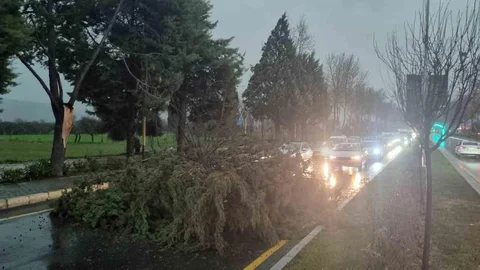 Menteşe'de Fırtına Nedeniyle Ağaç Devrildi
