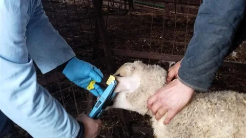 Kırklareli'nde Damızlık Kuzular Aşılanıyor