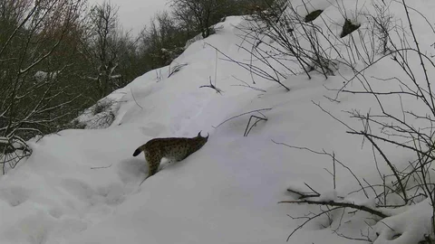 Erzincan'da Yaban Hayatı Kayıt Altına Alındı