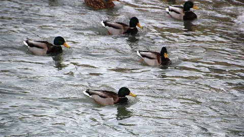 Sibirya'dan Gelen Yeşilbaşlı Ördekler Bayburt'ta
