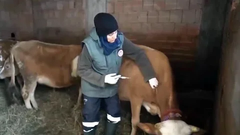 Kar altında şap aşısı seferberliği Trabzon'da