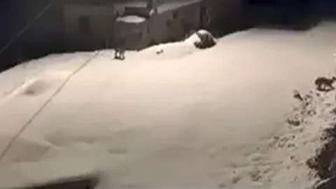 Elazığ'da Vaşak Ailesi Görüntülendi