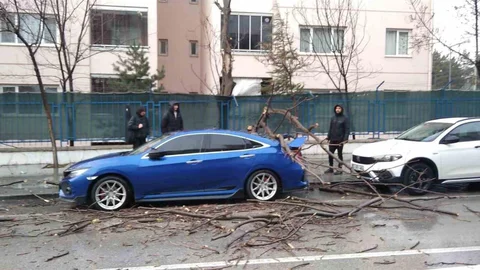 Isparta'da Fırtına Ağaçları Devrildi