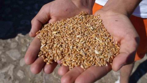 Demirözü'nde Çiftçilere Destek Paketi