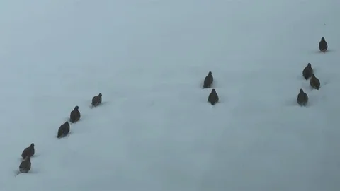 Erzincan'da Keklik ve Tavşan Avı Yasaklandı