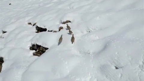 Şırnak'ta Kekliklerin Yiyecek Arayışı