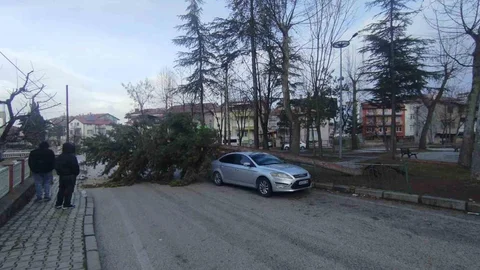 Isparta’da Fırtına Ağaç Devirip Araç Hasarına Neden Oldu