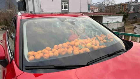 Artvin'de Mandalina Hasadı Görüntüleri