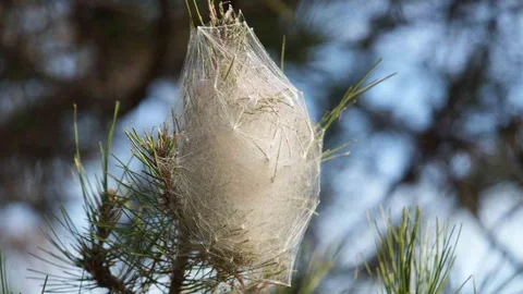 Samsun Ormanları'nda Çam Kese Tırtılı İstilasına Dikkat!