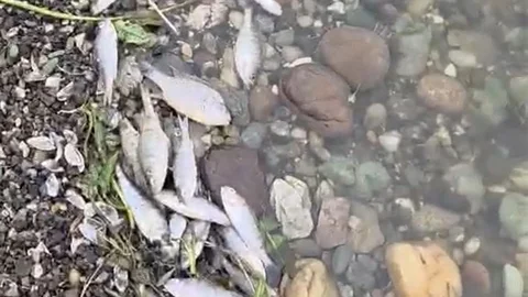 Tekirdağ Malkara'da Balık Ölümleri Yaşandı