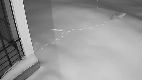 Elazığ'da Yaban Hayvanları Köye İndi