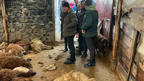 Kars'ta Aç Kurtlar 130 Koyunu Telef Etti