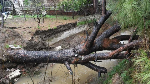 Kuşadası'nda Devrilen Ağaç Taşkın Riskini Artırdı