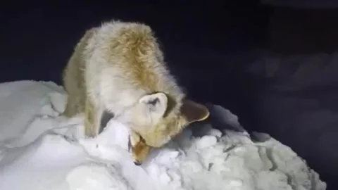 Yüksekova’da Donmuş Tilki Bulundu