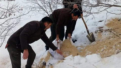 Kemah'ta Yaban Hayvanlarına Destek