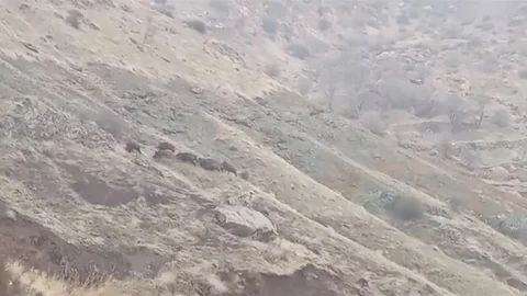 Diyarbakır'da Domuz Sürüsü Görüntülendi