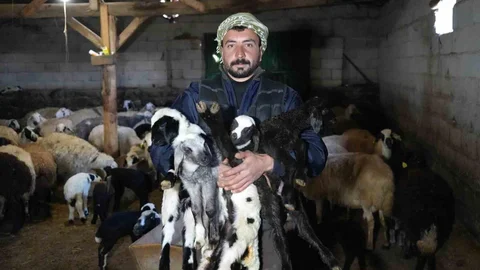 Erzincan'da Kuzulama Dönemi Başladı