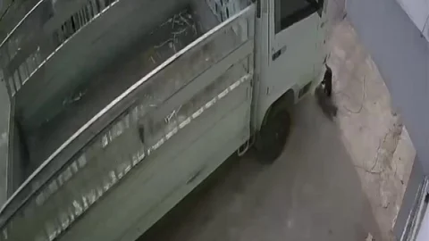 Kedi Ezme Olayında Sürücüye Ceza Verildi