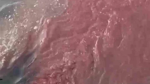 Bandırma'da Denizde Kirlilik Tespit Edildi