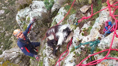 Burdur'da Mahsur Kalan Keçi Kurtarıldı
